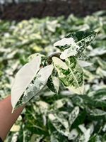 Alocasia Frydek Var Seedling, plante tropicale d'intérieur rare pour la décoration de la maison, plantes à feuillage pour la décoration de la maison, cadeau pour les amateurs de plantes