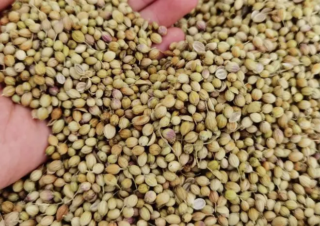 Toptan baharat fabrika kaynağı kişniş tohumları yeni mahsul yüksek kaliteli çekirdek üretim alanı orijinal büyük ve küçük