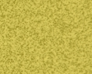 Amarillo Maíz