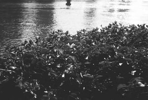 Film noir et blanc 135 BW Fomapan 100 36Exp, film négatif 100 ISO 36 Exp 35 mm pour appareil photo Fuji Kodak Lomo - Product Image 5