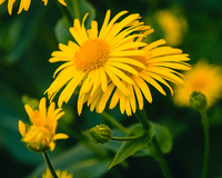 Extrait de fleurs d'arnica montana en vrac, fleurs d'arnica montana, arnica montana