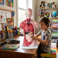 Modelo de Torso Humano de PVC de 28 cm con Esqueleto Desmontable, Corazón y Cerebro para Uso Médico Educativo