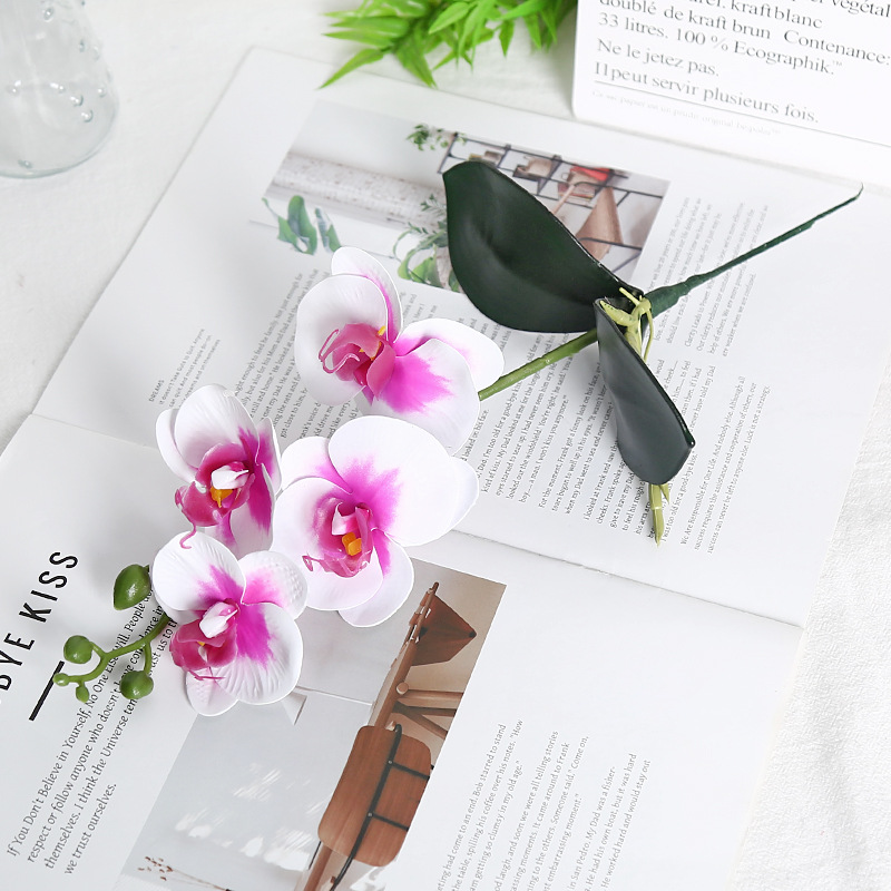Orchidée papillon à quatre têtes à noyau rose