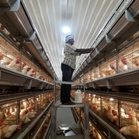 BANGYUAN AUH-650 Nouveau design 240/300 têtes, cages automatiques pour poules pondeuses de type H à 4 niveaux en acier galvanisé à chaud, capacité 96-160 poules