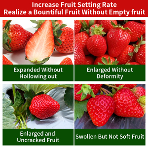 <span class=keywords><strong>Engrais</strong></span> Spécialisé <span class=keywords><strong>pour</strong></span> l'Augmentation et l'Édulcoration des Fruits de Fraises, <span class=keywords><strong>Engrais</strong></span> Organique <span class=keywords><strong>pour</strong></span> Fraises - Product Image 2