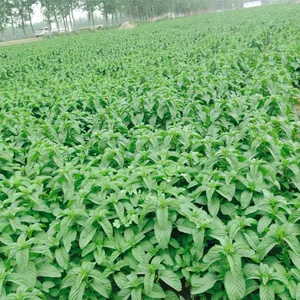 Approvisionnement d'usine OEM/ODM Huile de menthe poivrée naturelle essentielle extraite des plantes