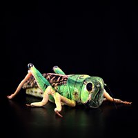 Juguete de Peluche de Gafillo de 10 cm Personalizado, Cojín de Insecto de Peluche para Material Escolar Forestal, Diseño Global OEM ODM de Fábrica