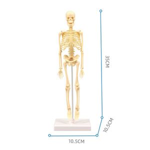 Modelo de esqueleto humano de 35 cm, juguete educativo de anatomía para niños, kit de ensamblaje para aprendizaje científico, juguete STEM unisex - Product Image 1