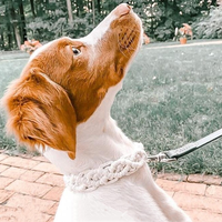 Collier de chien macramé Boho fait à la main pour petit animal de compagnie breloques LOGO personnalisées avec boucle en métal à dégagement rapide produits tendance accessoires