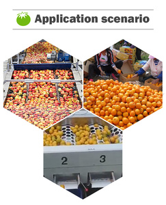 Pomme Oignon Orange Myrtille Pomme De Terre Avocat Date Fruit Tomate Trieur Classement Trieuse - Product Image 5