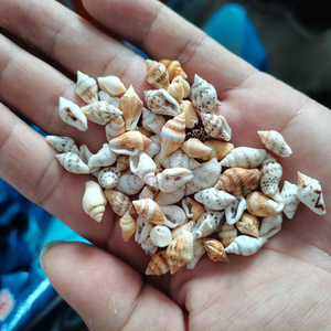 100pcs Natural Tiny Mixed Spotted Conch <strong>Shells</strong> Bulk, Mini Small <strong>Sea</strong> <strong>Shells</strong> for DIY Craft, Beach Nautical Coastal Vase Filler - Product Image 2