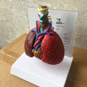 แบบจำลองกายวิภาคปอดส่วนล่าง แบบจำลองการสอนทางการแพทย์ ผลิตโดยผู้ผลิตแบบจำลองทางกายวิภาค - Product Image 3