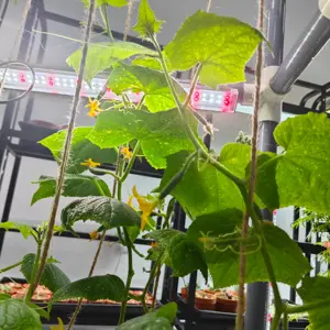 Indoor Tuin Trellis Support Home Grow Kit Voor Klimplanten Mini Komkommer Cherrytomaatjes Met Led Grow Light