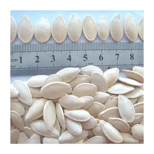 Proveedor de China, semillas de calabaza <span class=keywords><strong>blancas</strong></span> como la nieve sin cáscara secas sin cáscara, semillas de calabaza con piel brillante - Product Image 1