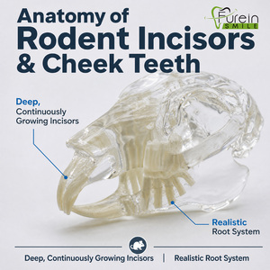 Modelo de cráneo dental de conejo directo de fábrica, modelo de dientes transparente para clínica veterinaria, mandíbula anatómica para consultorio veterinario canino - Product Image 3