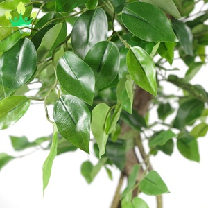 Ficus artificiel <span class=keywords><strong>japonais</strong></span> Fruticosa arbre torsadé avec <span class=keywords><strong>pot</strong></span> noir fausse <span class=keywords><strong>plante</strong></span> <span class=keywords><strong>pour</strong></span> la maison salon bureau <span class=keywords><strong>jardin</strong></span> porche décoration - Product Image 4