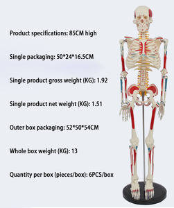 Sciedu 85cm Bộ Xương với toàn bộ cơ thể cơ bắp nguồn gốc và chèn vành đai con người intervertebral đĩa dây thần kinh Mô Hình Bộ Xương - Product Image 4