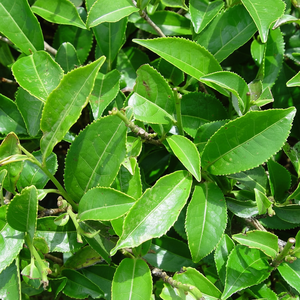 Poudre de thé vert biologique à prix compétitif de haute qualité fabriquée au Vietnam - Product Image 1
