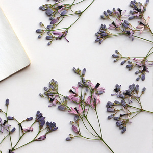 Chinaberry fleur Branches séchées fleur pressée pour résine époxy accessoires bricolage signet cadre Photo feuille Art matériaux - Product Image 5