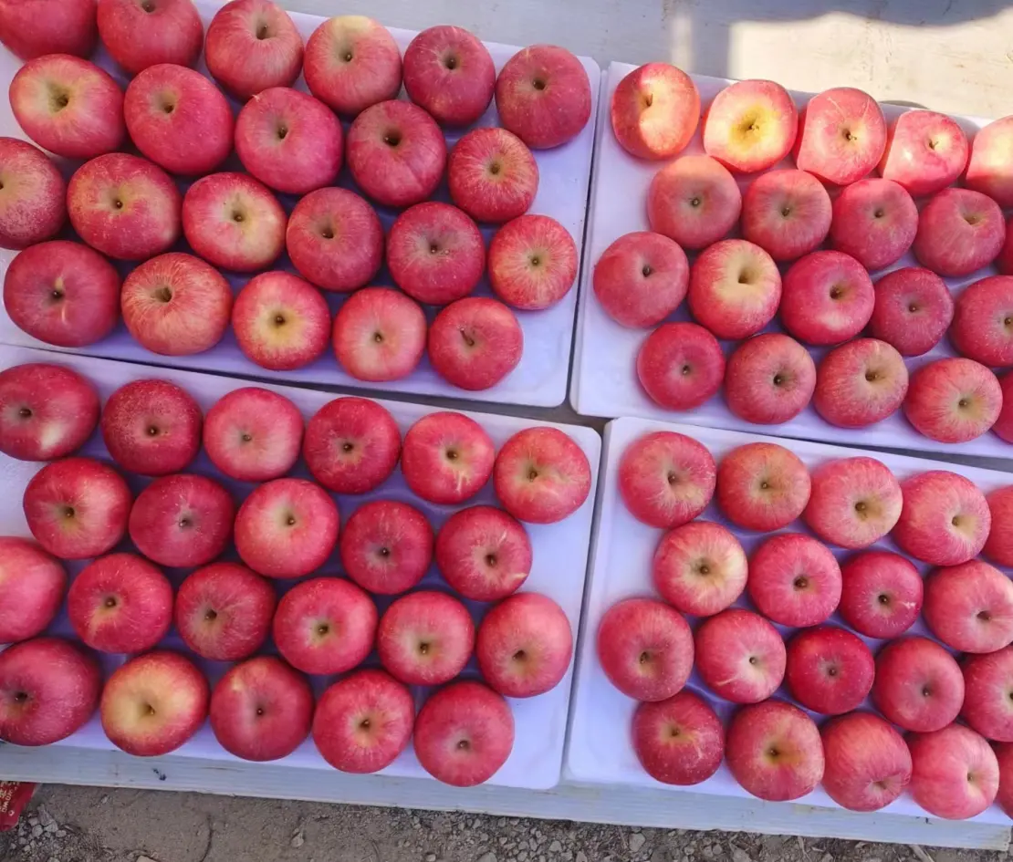 Manzanas de Gala frescas chinas de calidad europea Manzana roja Manzana fresca Fuji Precio