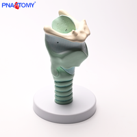Grossissement à trois fois du cartilage thyroïdien Jonction du ligament hyoïde dans la gorge de sable du modèle de cartilage thyroïdien