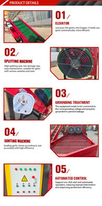 Máquina <span class=keywords><strong>de</strong></span> Preparación y Clasificación <span class=keywords><strong>de</strong></span> Bulbos <span class=keywords><strong>de</strong></span> Ajo <span class=keywords><strong>de</strong></span> 2T/H, Trituradora <span class=keywords><strong>de</strong></span> Ajo y Clasificadora <span class=keywords><strong>de</strong></span> Dientes <span class=keywords><strong>de</strong></span> Ajo por Tamaño, Motor <span class=keywords><strong>de</strong></span> 4.5KW - Product Image 6