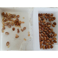 Machine à casser les noix d'argan au prix d'usine, machine à casser les noix d'argan, machine de criblage