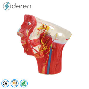 Modelo de Agrandamiento de Arterias y Venas de la Cabeza Humana, Herramienta de Enseñanza Anatómica Médica para la Ciencia de los Meridianos de la Cabeza - Product Image 1