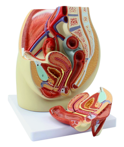 Model anatomi panggul perempuan - Product Image 1