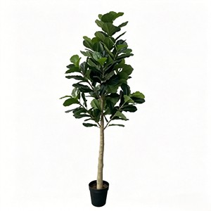 300cm Tall Fiddle-leaf fig – Eco-Friendly Plant for Wedding & Event Decoration - Product Image 2