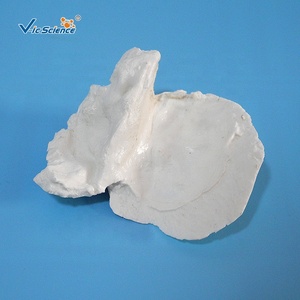 Modelo de hueso temporal de ciencia médica <span class=keywords><strong>esqueleto</strong></span> tamaño real - Product Image 4