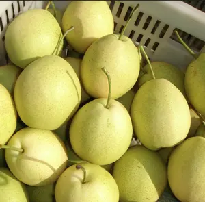 2023 Newest Crop Fresh Pears Fresh Singo Pear From China