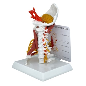 Modelo <span class=keywords><strong>de</strong></span> columna cervical humana con músculos y nervios, estructura anatómica del cuello <span class=keywords><strong>de</strong></span> 7 vértebras para <span class=keywords><strong>enseñanza</strong></span> médica y entrenamiento quiropráctico - Product Image 3