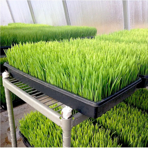 Bền Nhựa Vuông Hydroponics Vườn Ươm Chậu Vườn Nhà Kính Nảy Mầm Làm Giấy Lúa Mì Cỏ Nhà Máy Hạt Giống Nảy Mầm Khay - Product Image 5