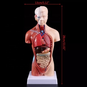 Modèle anatomique médical des organes internes du <span class=keywords><strong>corps</strong></span> <span class=keywords><strong>humain</strong></span> pour l'enseignement - Product Image 6