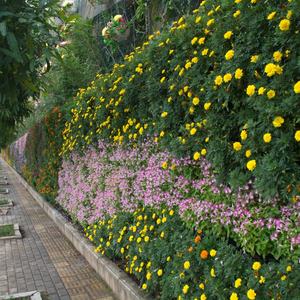 Jardins Verticaux, Murs Végétaux, Systèmes de Murs Végétaux de Premier Plan en Chine - Product Image 6