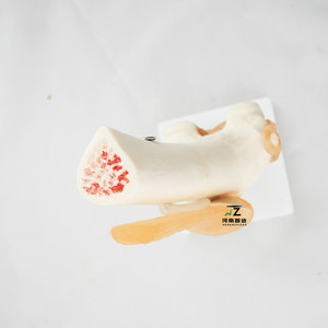 Modelo Anatómico <span class=keywords><strong>de</strong></span> <span class=keywords><strong>Rodilla</strong></span> Humana <span class=keywords><strong>de</strong></span> PVC <span class=keywords><strong>de</strong></span> Tamaño Real para Ciencias Médicas, Modelo <span class=keywords><strong>de</strong></span> Esqueleto Anatómico para Enseñanza - Product Image 3