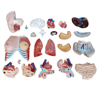Modelo de Torso Anatómico Humano Realista de 85 cm, Esqueleto Médico de Doble Sexo con 23 Órganos Desmontables, Material de PVC, para Uso Hospitalario