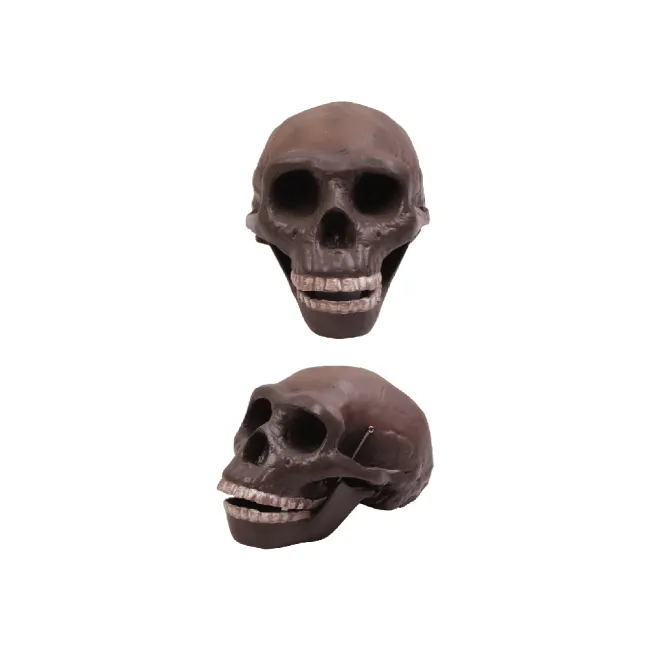 50102.10 Peking man skull