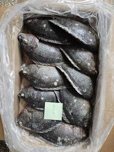 Vente en gros de poisson congelé BQF Tilapia 800g+ BQF 100% POISSON VIVANT en promotion Prix usine de Tilapia BQF élevé en ferme - Product Image 1
