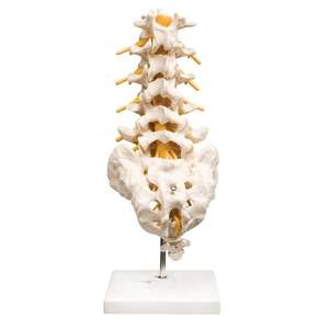 HSBM-124B Flexible Articulated <strong>Lumbar</strong> <strong>Spinal</strong> <strong>Column</strong> Model, Features 5 <strong>Lumbar</strong> Vertebrae with Intervertebral Discs <strong>Lumbar</strong> Nerves - Product Image 1