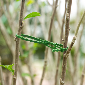 Câbles de <span class=keywords><strong>fixation</strong></span> pour plantes de jardin, attaches pour légumes de serre, boucle pour vigne, fournitures de jardin essentielles - Product Image 3