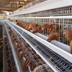 Cages à poulet double couche avec système de grattoir, grattoir de manucure pour élevage de volaille - Product Image 5