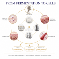 Boisson à l'extrait de champignon, extrait liquide de polysaccharides fongiques, liquide oral fermenté naturel prêt à boire