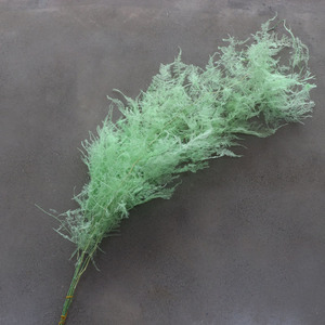 Plantas de helecho <span class=keywords><strong>Ming</strong></span> de alta calidad, hojas de flores secas, flores preservadas, helechos de espárragos para bodas - Product Image 5