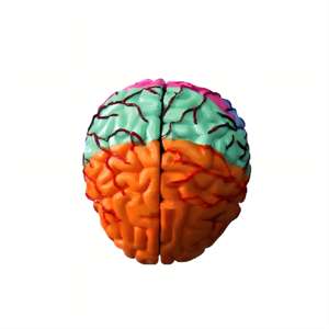 Modèle d'anatomie du cerveau humain - Pièces démontables et codées par couleur pour l'enseignement de <span class=keywords><strong>la</strong></span> <span class=keywords><strong>neurosciences</strong></span> - Product Image 2