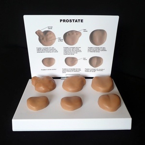 Modelo anatômico do auto-exame patológico masculino KyrenMed Anatomia médica da urologia da próstata para o estudo do cancro da próstata - Product Image 5