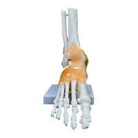 Modelo de Articulación de Tobillo Humano con Ligamentos |   Modelo Anatómico del Esqueleto del Pie y Tobillo para Enseñanza y Educación Médica