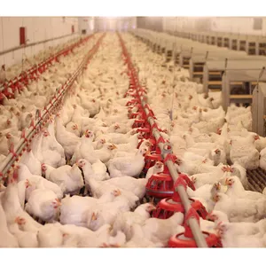 Automatico di Pollo Casa Linea di Alimentazione di Pollo per il Pollame Agricoltura