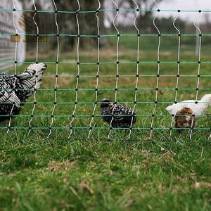 Electric Fence Netting Chicken Netting